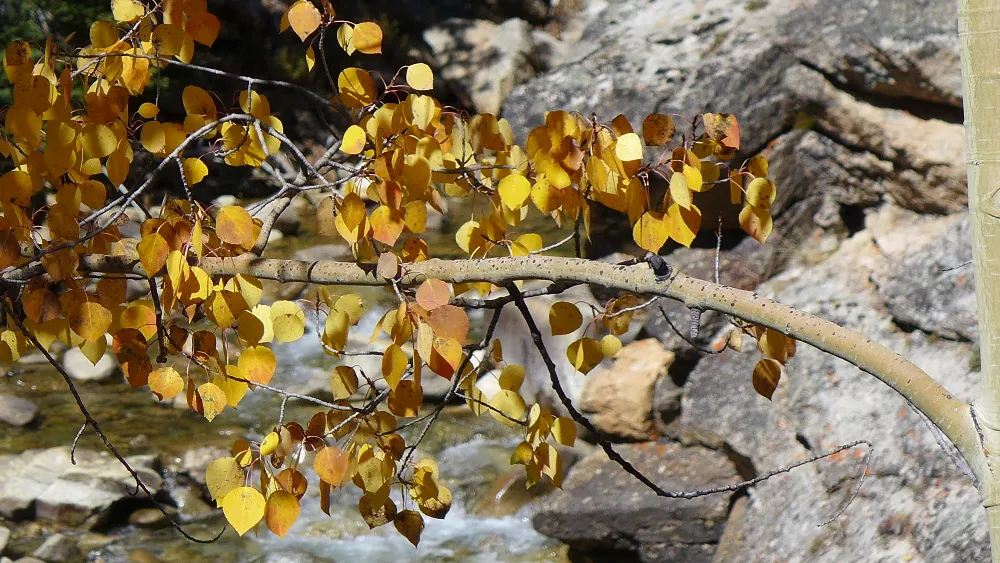 Golden aspen leaves over a clear mountain stream in the Colorado foothills