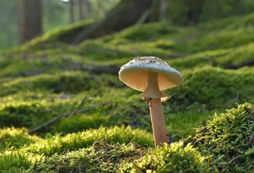 A small mushroom rising from a bed of bright green forest moss