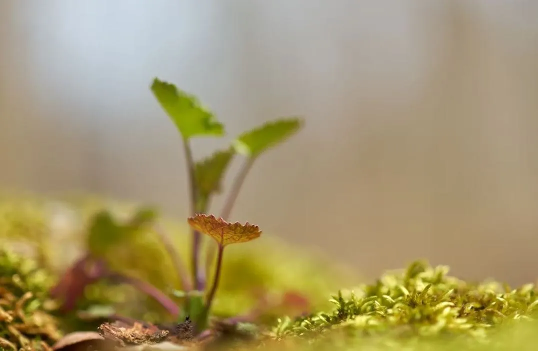 A young green seedling unfurling from mossy ground in soft light