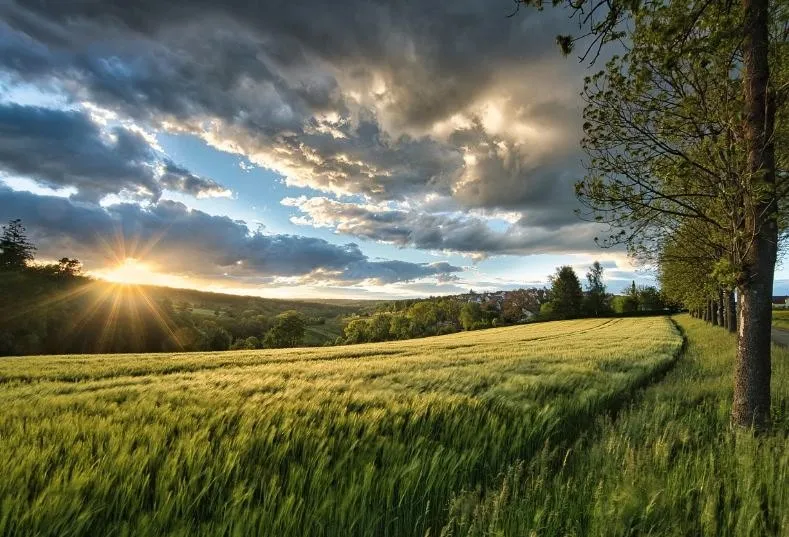 Evening sun breaking through clouds over a green field lined with trees