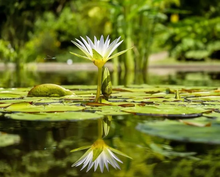 A white water lily opening above a still pond, reflected in the water