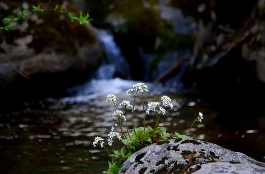 A small waterfall spilling past white wildflowers on a mossy stone