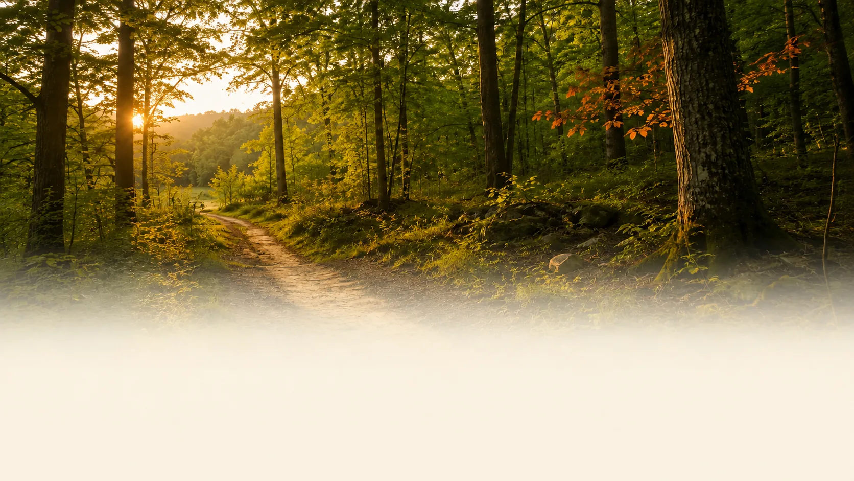 A forest path through tall trees at golden hour
