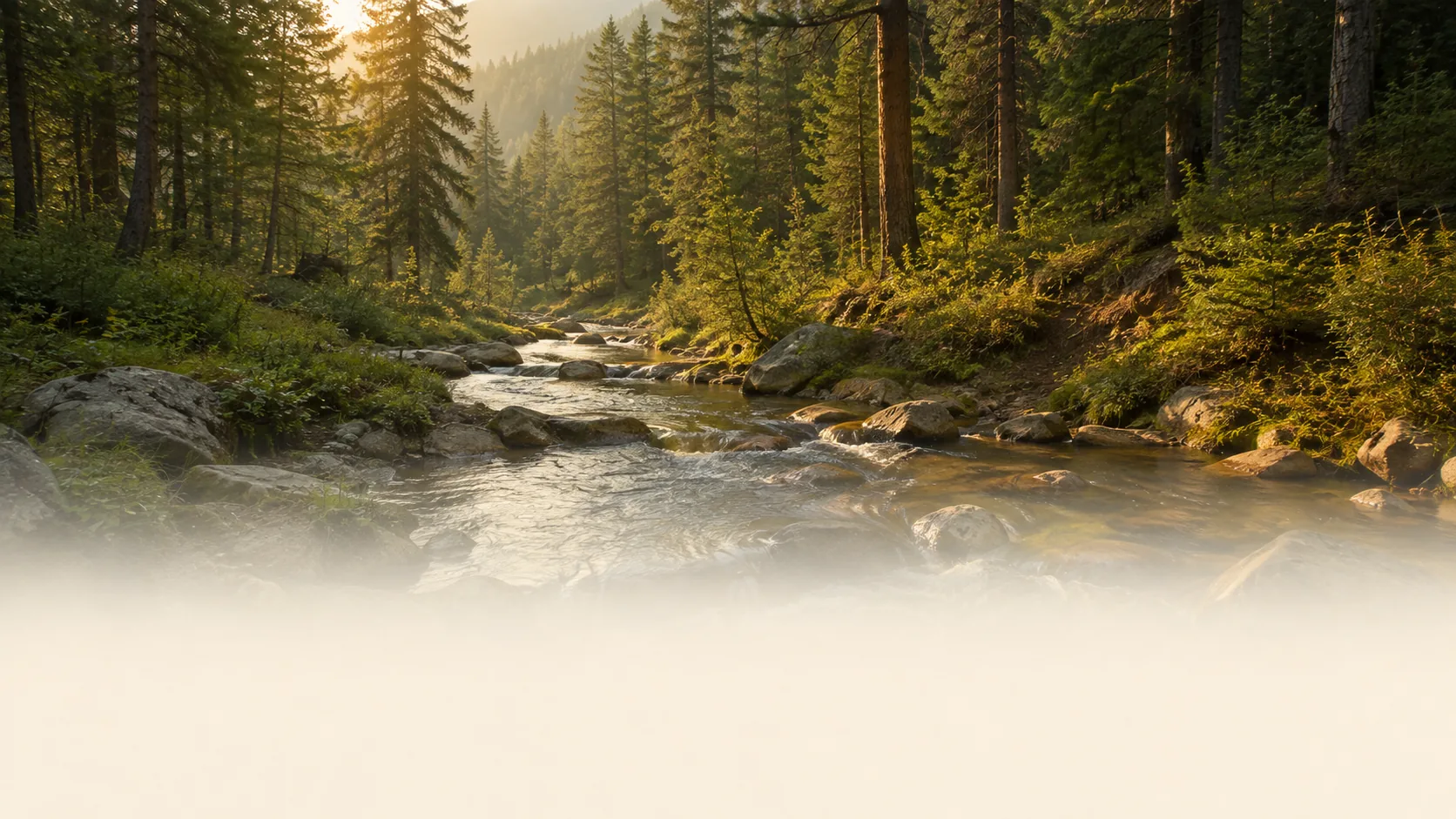 A mountain creek winding through a pine forest at golden hour
