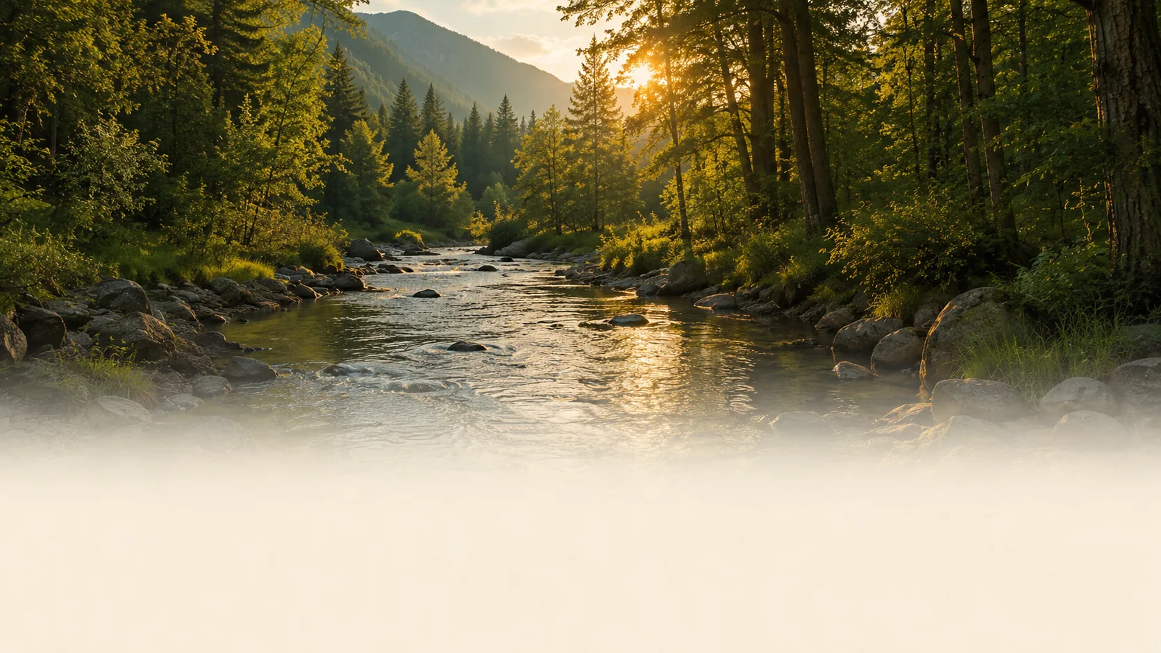 A clear river running through a sunlit pine forest